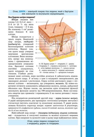117
§26.Шкіра,функціїйбудова
Отже, ШКІРА – зовнішній покрив тіла людини, який є бар’єром
між зовнішнім та внутрішнім середовищами.
Яка будова шкіри людини?
Шкіра людини має
площу 1,5–2,5 м2
, масу   –
2–3 кг (5 % від маси
тіла), товщину – 2–5 мм.
На кожному 1 см2
розмі-
щено близько 6 млн
клітин.
Шкіра складається з
трьох шарів. Зовнішній
шар шкіри, епідерміс
(надшкір’я), утворений
багатошаровим плоским
епітелієм. Верхні пла-
сти цього шару утворені
мертвими зроговілими
клітинами. Вони захища-
ють шкіру від пошкод-
жень і проникнення мі-
кроорганізмів усередину
тіла. Зроговілі клітини
постійно злущуються,
проте епідерміс не стає
тоншим. Глибше розта-
шовані живі клітини, вони постійно діляться й забезпечують віднов-
лення всього шару. У зв’язку з цим в епідермісі виокремлюють два
прошарки: роговий і ростковий. Серед клітин росткового шару є піг-
ментні клітини – меланоцити, що утворюють меланін. Ці темно-ко-
ричневі пігменти зумовлюють забарвлення волосся, шкіри, райдужної
оболонки ока. Відомо також, що меланіни крім пігментної функції
виконують функцію захисту від УФ-випромінювання. Вони поглина-
ють енергію цих променів і спрямовують її на синтез речовин і тепло-
утворення.
Під епідермісом розміщений другий шар – дерма (власне шкіра).
У  дермі виокремлюють два прошарки: сосочковий (утворює виступи) і
сітчастий (містить еластичні та колагенові волокна). У дермі розта-
шована більшість структур шкіри: нервові закінчення й рецептори,
кровоносні й лімфатичні судини, сальні й потові залози, волосяні сум-
ки й м’язи волосин.
Найглибший шар шкіри – гіподерма (підшкірна жирова кліткови-
на) – складається зі сполучної тканини та великої кількості жирових
клітин. При ожирінні та целюліті саме в цьому шарі відбуваються зміни.
Отже, шкіра людини складається
з епідермісу, дерми та гіподерми.
Іл. 58. Будова шкіри: 1 – епідерміс; 2 – дерма;
3 – гіподерма; 4 – стрижень волосини; 5 – капіляри;
6 – м’яз-підіймач волосини; 7 – сальна залоза;
8 – корінь волосини; 9 – нервові закінчення;
10 – потова залоза; 11 – артеріоли й венули
1
4
6
5
7
8
9
10
11
2
3
 
