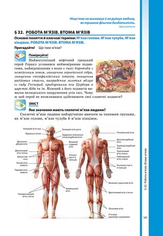 141
Ніщо так не виснажує й не руйнує людину,
як тривала фізична бездіяльність.
Арістотель
§ 32.	 РОБОТА М’ЯЗІВ. ВТОМА М’ЯЗІВ
Основні поняття й ключові терміни: М’язи голови. М’язи тулуба. М’язи
кінцівок. РОБОТА М’ЯЗІВ. ВТОМА М’ЯЗІВ.
Пригадайте!	 Що таке м’язи?
	Поміркуйте!
Наймогутніший міфічний грецький
герой Геракл уславився неймовірними подви-
гами, найвідомішими з яких є такі: боротьба з
немейським левом, знищення лернейської гідри,
знищення стімфалійських птахів, очищення
авгійових стаєнь, викрадення золотих яблук
із саду Гесперид, приборкання пса Цербера в
царстві Аїда та ін. Кожний з його подвигів ви-
магав нелюдського напруження усіх сил. Чому
ж цей герой не втомлювався здійснювати свої славетні подвиги?
	ЗМІСТ
	 Яке значення мають скелетні м’язи людини?
Скелетні м’язи людини найзручніше вивчати за такимим групами,
як м’язи голови, м’язи тулуба й м’язи кінцівок.
П’яткові
(ахіллові) сухожилки
Литковий м’яз
Кравецький
м’яз
Чотириголовий
м’яз стегна
Двоголовий
м’яз плеча
Зубчастий
м’яз
Косий м’яз
живота
Прямий м’яз
живота
Згиначі
кисті й
пальців
Великий
грудний
м’яз
Груднино-ключично-
соскоподібний м’яз
Коловий м’яз рота
Дельтопо-
дібний м’яз
Жувальні м’язи
Коловий м’яз ока
Двоголовий м’яз стегна
Великий сідничний м’яз
Розгиначі кисті
й пальців
Найширший
м’яз спини
Триголовий
м’яз плеча
Трапецієподібний
м’яз
Дельтоподібний
м’яз
Потиличний м’яз
§32.Роботам’язів.Втомам’язів
 