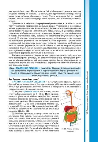 39
§8.Травленнялюдини.Оглядбудовитравноїсистеми
лах травної системи. Переміщення їжі від­бувається травним каналом
з одного відділу до іншого. Це своєрідний трубчастий конвеєр, якому
надає руху м’язова оболонка стінок. Після засвоєння їжі в травній
системі залишаються неперетравлені рештки, які з організму видаля-
ються.
Травлення в людини є внутрішньоорганізмовим. У межах цього
типу травлення розрізняють декілька видів. Травлення у новонарод-
жених упродовж перших 4–5 місяців здійснюється завдяки ферментам
материнського молока (автолітичне травлення). У дорослих власне
травлення відбувається за участю травних ферментів, що виділяються
в травні порожнини рота, шлунка та кишечнику (порожнинне трав-
лення). У тонкому кишечнику травлення відбувається дуже швидко
за допомогою ферментів на поверхні клітин ворсинок (пристінкове
травлення). А в товстому кишечнику людини травлення здійснюється
вже за участю ферментів бактерій і одноклітинних твариноподібних
організмів (симбіонтне травлення). Здатність до внутрішньоклітин-
ного травлення зберегли лише лейкоцити, яким властивий фагоцитоз.
Їхні травні ферменти містяться в лізосомах.
Оцінюючи значення травлення для організму, не слід забувати про
такі неспецифічні функції, як захист організму від чужорідних речо-
вин та мікроорганізмів, які надходять разом з їжею, підтримання ста-
лості умов внутрішнього середовища, сприйняття смакової інформації
про довкілля тощо.
Отже, ТРАВЛЕННЯ ЛЮДИНИ – сукупність фізичних і хімічних процесів,
що здійснюють переміщення й перетворення складних речовин на
прості з подальшим їх всмоктуванням у кров і лімфу та видаленням
неперетравлених решток.
Яка будова травної системи?
ТРАВНА СИСТЕМА ЛЮДИНИ – це сукупність органів, будова і
функції яких пристосовані для ефективного здійснення процесів трав-
лення. Ця фізіологічна система людини є наскрізною й складається з
травного каналу й травних залоз.
У людини травний канал має вигляд звиви-
стої трубки довжиною до 8–10 м. Його призна-
чення – фізична та хімічна обробка їжі, всмок-
тування поживних речовин, переміщення їжі та
видалення решток. Починається канал ротовою
порожниною (1), за нею розміщені глотка (2),
стравохід (3), шлунок (4), тонкий кишечник (5),
товстий кишечник (6) і завершується анальним
отвором (7) (іл. 17).
Діяльність травного каналу тісно пов’язана
з будовою його стінок. Зовнішня оболонка утво-
рена сполучною тканиною, що захищає травний
канал від різних упливів. Середня оболонка фор-
мується з двох чи трьох шарів гладких м’язів.
Скорочення цих м’язів забезпечує просування й
перемішування їжі. На межі між відділами трав-
ного каналу є особливі колові м’язи-затискачі
Іл. 17. Травна система
людини
1
2
3 4
5
6
7
 