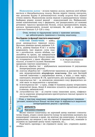 Тема2.Травлення
52
Підшлункова залоза – велика травна залоза, протока якої відкри-
вається в дванадцятипалу кишку. Залоза вкрита тонкою капсулою,
має долькову будову й розташовується позаду шлунка біля задньої
стінки живота. Підшлункова залоза виділяє в дванадцятипалу кишку
безбарвну рідину лужної реакції – підшлунковий сік. Найважливі-
шими компонентами соку є ферменти, які розщеплюють усі поживні
речовини: трипсин (розщеплює білки), ліпази (розщеплюють жири),
амілази (розщеплюють складні вуглеводи). За добу в людини ви-
діляється близько 1,5–2,0 л соку.
Отже, печінка та підшлункова залоза є травними залозами,
що забезпечуюють травлення в тонкому кишечнику.
Яка будова та функції товстого кишечнику?
Товстий кишечник – відділ,
яким завершується травний канал.
Загальна довжина органа дорівнює 1,5–
2,0 м, діаметр близько 6 см і в ньому
розрізняють такі відділи: сліпа киш-
ка з апендиксом, кишки ободова, сиг-
моподібна та пряма, що завершується
відхідником (анусом). Стінки кишечни-
ку складаються з трьох оболонок: зов-
нішньої, м’язової й слизової. Основними
процесами товстого кишечнику є:
1) 	фізична обробка їжі – відбуваються накопичення й ущільнення
неперетравлених решток;
2) 	хімічна оборобка їжі – симбіотичне травлення за допомогою корис­
них мікроорганізмів мікрофлори кишечнику. Для цих бактерій
товстий кишечник є середовищем життя, а вони, у свою чергу,
синтезують вітаміни К і В, пригнічують дію шкідливих мікробів;
3) 	переміщення їжі – за допомогою кишкового соку формуються ка-
лові маси та видаляються з організму;
4) 	всмоктування їжі – у кров, лімфу й тканинну рідину потрапляють
неорганічні (вода, йони) й невелика кількість органічних речовин
(глюкоза, амінокислот);
5) 	знешкодження їжі – за участю слизу кишкових залоз, лімфовуз-
лів та корисних мікроорганізмів пригнічуються гнильні процеси та
шкідливі бактерії.
Отже, у товстому кишечнику завершується розщеплення поживних
речовин, всмоктується більша частина води та відбувається видалення
неперетравлених решток з організму.
	ДІЯЛЬНІСТЬ
	 Навчаємося пізнавати
Вплив тонкого кишечнику на харчовий центр пояснює глюкоста-
тична теорія, згідно з якою відчуття голоду чи насичення залежить від
концентрації глюкози в крові, що відтікає від кишечнику. А відчуття
задоволення, що виникає у нас від смачної й красивої їжі, повязане із
упливом на харчовий центр таких гормонів, як…
Розв’яжіть кросворд і ви отримаєте назву цих «гормонів задово-
лення».
Іл. 26. Модельне зображення
товстого кишечнику
 