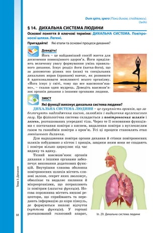 Тема3.Дихання
64
Dum spiro, spero (Поки дихаю, сподіваюсь).
Овідій
§ 14.	 ДИХАЛЬНА СИСТЕМА ЛЮДИНИ
Основні поняття й ключові терміни: ДИХАЛЬНА СИСТЕМА. Повітро-
носні шляхи. Легені.
Пригадайте!	 Які етапи та основні процеси дихання?
	Доведіть!
Йога – це найдавніший спосіб життя для
досягнення повноцінного здоров’я. Йоги приділя-
ють величезну увагу формуванню умінь правиль-
ного дихання. Існує розділ йоги (хатха-йога), що
за допомогою різних поз (асан) та спеціальних
дихальних вправ (пранаям) навчає, як розвивати
й вдосконалювати можливості всього організму.
«Йога існує у світі, тому що все взаємопов’яза-
но», – сказав один мудрець. Доведіть взаємозв’я-
зок органів дихання з іншими органами людини.
	ЗМІСТ
	 Які функції виконує дихальна система людини?
ДИХАЛЬНА СИСТЕМА ЛЮДИНИ – це сукупність органів, що за-
безпечують надходження кисню, газообмін і видалення вуглекислого
газу. Ця фізіологічна система складається з повітроносних шляхів і
легень, розташованих усередині тіла. Через те її основними функція-
ми є постачання повітря з киснем, видалення повітря з вуглекислим
газом та газообмін повітря з кров’ю. Усі ці процеси становлять етап
зовнішнього дихання.
Для надходження повітря органи дихання й стінки повітроносних
шляхів побудовано з кісток і хрящів, завдяки яким вони не спадають
і повітря вільно циркулює під час
видиху та вдиху.
Тісний взаємозв’язок органів
дихання з іншими органами забез-
печує виконання додаткових функ-
цій. Внутрішня слизова оболонка
повітроносних шляхів містить сли-
зові залози, секрет яких зволожує,
обволікає та видаляє пилинки й
мікроорганізми, що потрапляють
із повітрям (захисна функція). Но-
сова порожнина містить нюхові ре-
цептори, що сприймають та пере-
дають інформацію до кори півкуль,
де формуються нюхові відчуття
(чуттєва функція). У гортані
розташований голосовий апарат, Іл. 29. Дихальна система людини
 