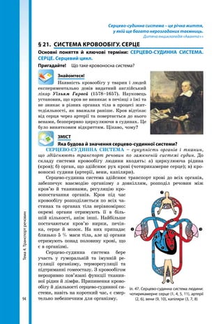 Тема4.Транспортречовин
94
Серцево-судинна система – це річка життя,
у якій ще багато нерозгаданих таємниць.
Дитяча енциклопедія «Аванта+»
§ 21. 	СИСТЕМА КРОВООБІГУ. СЕРЦЕ
Основні поняття й ключові терміни: СЕРЦЕВО-СУДИННА СИСТЕМА.
СЕРЦЕ. Серцевий цикл.
Пригадайте!	 Що таке кровоносна система?
	Знайомтеся!
Наявність кровообігу у тварин і людей
експериментально довів видатний англійський
лікар Уїльям Гарвей (1578–1657). Науковець
установив, що кров не виникає в печінці з їжі та
не зникає в різних органах тіла в процесі жит-
тєдіяльності, як вважали раніше. Кров відтікає
від серця через артерії та повертається до нього
венами, безперервно циркулюючи в судинах. Це
було винятковим відкриттям. Цікаво, чому?
	ЗМІСТ
	 Яка будова й значення серцево-судинної системи?
СЕРЦЕВО-СУДИННА СИСТЕМА – сукупність органів і тканин,
що здійснюють транспорт речовин по замкненій системі судин. До
складу системи кровообігу людини входять: а) циркулююча рідина
(кров); б) орган, що здійснює рух крові (чотирикамерне серце); в) кро-
воносні судини (артерії, вени, капіляри).
Серцево-судинна система здійснює транспорт крові до всіх органів,
забезпечує взаємодію організму з довкіллям, розподіл речовин між
кров’ю й тканинами, регуляцію кро-
вопостачання органів. Кров під час
кровообігу розподіляється по всіх ча-
стинах та органах тіла нерівномірно:
окремі органи отримують її в біль-
шій кількості, аніж інші. Найбільше
постачаються кров’ю нирки, печін-
ка, серце й мозок. На них припадає
близько 5 % маси тіла, але ці органи
отримують понад половину крові, що
є в організмі.
Серцево-судинна система бере
участь у гуморальній та імунній ре-
гуляції організму, терморегуляції та
підтриманні гомеостазу. З кровообігом
нерозривно пов’язані функції тканин-
ної рідин й лімфи. Припинення крово­
обігу й діяльності серцево-судинної си­
стеми, навіть на короткий час, є смер-
тельно небезпечним для організму.
Іл. 47. Серцево-судинна система людини:
чотирикамерне серце (1, 4, 5, 11), артерії
(2, 6), вени (9, 10), капіляри (3, 7, 8)
 