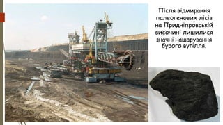 Після відмирання
палеогенових лісів
на Придніпровській
височині лишилися
значні нашарування
бурого вугілля.
 