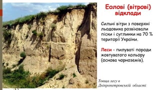 Еолові (вітрові)
відклади
Сильні вітри з поверхні
льодовика розвіювали
піски і суглинки на 70 %
території України.
Леси - пилуваті породи
жовтуватого кольору
(основа чорноземів).
Товща лесу в
Дніпропетровській області
 