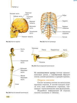 ТеМа 6
100
Из волокнистого хряща состоят межпоз-
вонковые диски, а эластичный образует
основу ушной раковины и хрящей гортани.
Отделы скелета
Скелет человека состоит из нескольких
крупных отделов. У костей каждого отде-
ла есть свои особенности строения, свя-
занные с выполняемыми ими функциями.
Подробная информация об отделах
скелета изложена в таблице.
Рис. 26.2. Кости черепа
Затылочная
кость
Лобная кость
Теменная
кость
Височная
кость
Скуловая
кость
Носовая кость
Верхняя
челюсть
Нижняя челюсть
Лобная кость
Носовая кость
Рис. 26.3. Кости туловища
Ребра
Грудина
Грудные
позвонки
Поясничные
позвонки
Копчик
Рис. 26.4. Кости нижней конечности
Рис. 26.5. Кости верхней конечности
Кость
таза
Бедренная
кость
Малая
берцовая
кость
Большая
берцовая
кость
Стопа
Лопатка
Ключица
Плечо Предплечье Кисть
 