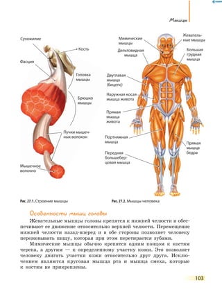 103
Мышцы
Особенности мышц головы
Жевательные мышцы головы крепятся к нижней челюсти и обес-
печивают ее движение относительно верхней челюсти. Перемещение
нижней челюсти назад-вперед и в обе стороны позволяет человеку
пережевывать пищу, которая при этом перетирается зубами.
Мимические мышцы обычно крепятся одним концом к костям
черепа, а другим — к определенному участку кожи. Это позволяет
человеку двигать участки кожи относительно друг друга. Исклю-
чением являются круговая мышца рта и мышца смеха, которые
к костям не прикреплены.
Рис. 27.1. Строение мышцы Рис. 27.2. Мышцы человека
Передняя
большебер-
цовая мышца
большебер-
цовая мышцацовая мышца
Дельтовидная
мышца
Мимические
мышцы
Жеватель-
ные мышцы
Двуглавая
мышца
(бицепс)
Прямая
мышца
живота
Портняжная
мышца
Наружная косая
мышца живота
Прямая
мышца
бедра
Большая
грудная
мышца
ДельтовиднаяКость
Сухожилие
Фасция
Головка
мышцы
Брюшко
мышцы
Пучки мышеч-
ных волокон
Мышечное
волокно
 