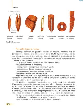 ТеМа 6
104
Разновидности мышц
Мышцы делятся на разные группы по форме, размеру или по
функциям, которые они выполняют (рис. 27.3). Кроме того, они мо-
гут прикрепляться к костям или другим органам в нескольких ме-
стах (иметь несколько головок). У большинства мышц выделяют одно
брюшко и две головки.
По форме мышцы делятся на следующие виды:
•веретенообразные (бицепс);
•квадратные (квадратная мышца бедра);
•треугольные (дельтовидная мышца);
•лентовидные (прямая мышца живота);
•круговые (круговая мышца рта).
Круговые мышцы, или сфинктеры, окружают отверстия в теле
человека и отвечают за их раскрытие и закрытие. Примером таких
мышц является круговая мышца рта.
По размеру различают длинные, короткие, широкие мышцы.
Длинными являются мышцы конечностей — бицепс, трицепс, че-
тырехглавая мышца, портняжная и икроножная мышцы. Короткие
мышцы расположены там, где расстояние между костями невелико.
Например, к ним относятся межреберные мышцы. Широкие мышцы,
как, скажем, широкая мышца спины, расположены на туловище.
По выполняемым функциям мышцы делят на следующие виды:
•сгибатели — сгибают часть тела (бицепс);
•разгибатели — разгибают часть тела (трицепс);
Длинная
мышца
Двуглавая
мышца
Плоская
мышца
Короткая
мышца
Двуперистая
мышца
Круговая
мышца
Многобрюш-
ная мышца
Рис. 27.3. Виды мышц
Головка мышцы
Брюшко
мышцы
Головка мышцыГоловка мышцыГоловка мышцыГоловка мышцыГоловка мышцы
 