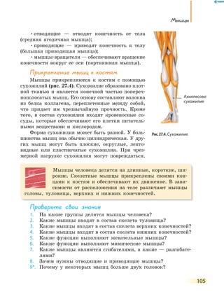 105
Мышцы
•отводящие — отводят конечность от тела
(средняя ягодичная мышца);
•приводящие — приводят конечность к телу
(большая приводящая мышца);
•мышцы-вращатели — обеспечивают вращение
конечности вокруг ее оси (портняжная мышца).
Прикрепление мышц к костям
Мышцы прикрепляются к костям с помощью
сухожилий (рис. 27.4). Сухожилие образовано плот-
ной тканью и является конечной частью попереч-
нополосатых мышц. Его основу составляют волокна
из белка коллагена, переплетенные между собой,
что придает им чрезвычайную прочность. Кроме
того, в состав сухожилия входят кровеносные со-
суды, которые обеспечивают его клетки питатель-
ными веществами и кислородом.
Форма сухожилия может быть разной. У боль-
шинства мышц она обычно цилиндрическая. У дру-
гих мышц могут быть плоские, округлые, ленто-
видные или пластинчатые сухожилия. При чрез-
мерной нагрузке сухожилия могут повреждаться.
Мышцы человека делятся на длинные, короткие, ши-
рокие. Скелетные мышцы прикреплены своими кон-
цами к костям и обеспечивают их движение. В зави-
симости от расположения на теле различают мышцы
головы, туловища, верхних и нижних конечностей.
Проверьте свои знания
1. На какие группы делятся мышцы человека?
2. Какие мышцы входят в состав скелета туловища?
3. Какие мышцы входят в состав скелета верхних конечностей?
4. Какие мышцы входят в состав скелета нижних конечностей?
5. Какие функции выполняют жевательные мышцы?
6. Какие функции выполняют мимические мышцы?
7. Какие мышцы являются сгибателями, а какие — разгибате-
лями?
8. Зачем нужны отводящие и приводящие мышцы?
9*. Почему у некоторых мышц больше двух головок?
Рис. 27.4. Сухожилие
Ахиллесово
сухожилие
 