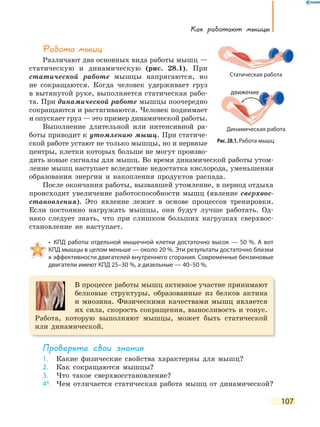 Как работают мышцы
107
Работа мышц
Различают два основных вида работы мышц —
статическую и динамическую (рис. 28.1). При
статической работе мышцы напрягаются, но
не сокращаются. Когда человек удерживает груз
в вытянутой руке, выполняется статическая рабо-
та. При динамической работе мышцы поочередно
сокращаются и растягиваются. Человек поднимает
и опускает груз — это пример динамической работы.
Выполнение длительной или интенсивной ра-
боты приводит к утомлению мышц. При статиче-
ской работе устают не только мышцы, но и нервные
центры, клетки которых больше не могут произво-
дить новые сигналы для мышц. Во время динамической работы утом-
ление мышц наступает вследствие недостатка кислорода, уменьшения
образования энергии и накопления продуктов распада.
После окончания работы, вызвавшей утомление, в период отдыха
происходит увеличение работоспособности мышц (явление сверхвос-
становления). Это явление лежит в основе процессов тренировки.
Если постоянно нагружать мышцы, они будут лучше работать. Од-
нако следует знать, что при слишком больших нагрузках сверхвос-
становление не наступает.
• КПД работы отдельной мышечной клетки достаточно высок — 50 %. А вот
КПД мышцы в целом меньше — около 20 %. Эти результаты достаточно близки
к эффективности двигателей внутреннего сгорания. Современные бензиновые
двигатели имеют КПД 25–30 %, а дизельные — 40–50 %.
В процессе работы мышц активное участие принимают
белковые структуры, образованные из белков актина
и миозина. Физическими качествами мышц является
их сила, скорость сокращения, выносливость и тонус.
Работа, которую выполняют мышцы, может быть статической
или динамической.
Проверьте свои знания
1. Какие физические свойства характерны для мышц?
2. Как сокращаются мышцы?
3. Что такое сверхвосстановление?
4*. Чем отличается статическая работа мышц от динамической?
Рис. 28.1. Работа мышц
Статическая работа
Динамическая работа
движение
 