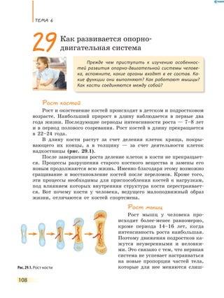 ТеМа 6
108
Рост костей
Рост и окостенение костей происходят в детском и подростковом
возрасте. Наибольший прирост в длину наблюдается в первые два
года жизни. Последующие периоды интенсивности роста — 7–8 лет
и в период полового созревания. Рост костей в длину прекращается
в 22–24 года.
В длину кости растут за счет деления клеток хряща, покры-
вающего их концы, а в толщину — за счет деятельности клеток
надкостницы (рис. 29.1).
После завершения роста деление клеток в кости не прекращает-
ся. Процессы разрушения старого костного вещества и замены его
новым продолжаются всю жизнь. Именно благодаря этому возможно
сращивание и восстановление костей после переломов. Кроме того,
эти процессы необходимы для приспособления костей к нагрузкам,
под влиянием которых внутренняя структура кости перестраивает-
ся. Вот почему кости у человека, ведущего малоподвижный образ
жизни, отличаются от костей спортсмена.
Рост мышц
Рост мышц у человека про-
исходит более-менее равномерно,
кроме периода 14–16 лет, когда
интенсивность роста наибольшая.
Поэтому движения подростков ка-
жутся неуверенными и неловки-
ми. Это связано с тем, что нервная
система не успевает настраиваться
на новые пропорции частей тела,
которые для нее меняются слиш-
Прежде чем приступить к изучению особеннос-
тей развития опорно-двигательной системы челове-
ка, вспомните, какие органы входят в ее состав. Ка-
кие функции они выполняют? Как работают мышцы?
Как  кости соединяются между собой?
29Как развивается опорно-
двигательная система
Рис. 29.1. Рост кости
 