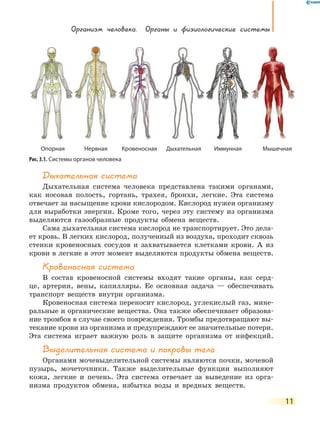 Организм человека. Органы и физиологические системы
11
Дыхательная система
Дыхательная система человека представлена такими органами,
как носовая полость, гортань, трахея, бронхи, легкие. Эта система
отвечает за насыщение крови кислородом. Кислород нужен организму
для выработки энергии. Кроме того, через эту систему из организма
выделяются газообразные продукты обмена веществ.
Сама дыхательная система кислород не транспортирует. Это дела-
ет кровь. В легких кислород, полученный из воздуха, проходит сквозь
стенки кровеносных сосудов и захватывается клетками крови. А из
крови в легкие в этот момент выделяются продукты обмена веществ.
Кровеносная система
В состав кровеносной системы входят такие органы, как серд-
це, артерии, вены, капилляры. Ее основная задача — обеспечивать
транспорт веществ внутри организма.
Кровеносная система переносит кислород, углекислый газ, мине­
ральные и органические вещества. Она также обеспечивает образова-
ние тромбов в случае своего повреждения. Тромбы предотвращают вы-
текание крови из организма и предупреждают ее значительные потери.
Эта система играет важную роль в защите организма от инфекций.
Выделительная система и покровы тела
Органами мочевыделительной системы являются почки, мочевой
пузырь, мочеточники. Также выделительные функции выполняют
кожа, легкие и печень. Эта система отвечает за выведение из орга-
низма продуктов обмена, избытка воды и вредных веществ.
Рис. 3.1. Системы органов человека
Опорная Нервная Кровеносная Дыхательная Иммунная Мышечная
 