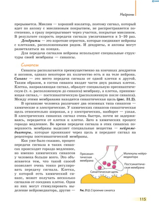 нейроны
115
прерывается. Миелин — хороший изолятор, поэтому сигнал, который
идет по аксону с миелиновым покрытием, не распространяется по-
степенно, а сразу перепрыгивает через участки, покрытые миелином.
В результате скорость передачи сигнала увеличивается в 5–10 раз.
Дендриты — это короткие отростки, которые соединяют нейроны
с клетками, расположенными рядом. И дендриты, и аксоны могут
разветвляться на концах.
Для передачи сигналов нейроны используют специальные струк-
туры своей мембраны — синапсы.
Синапсы
Синапсы располагаются преимущественно на кончиках дендритов
и аксонов, однако некоторое их количество есть и на теле нейрона.
Синапс — это место передачи сигнала от одной клетки к другой.
Таким образом, в состав синапса входят части двух разных клеток.
Клетка, направляющая сигнал, образует специальную пресинаптиче-
скую (т. е. расположенную до синапса) мембрану, а клетка, принима-
ющая сигнал,— постсинаптическую (расположенную после синапса).
Между этими мембранами находится синаптическая щель (рис. 31.2).
В организме человека различают два основных типа синапсов —
химические и электрические. У химических синапсов синаптическая
щель относительно широкая, а у электрических, наоборот — узкая.
В электрических синапсах сигнал очень быстро, почти не задержи-
ваясь, передается от клетки к клетке. Зато в химических процесс
гораздо медленнее. Во время передачи сигнала в этих синапсах по-
верхность мембраны выделяет специальные вещества — нейроме-
диаторы, которые проникают через щель и передают сигнал на
рецепторы постсинаптической мембраны.
Как уже было сказано, процесс
передачи сигнала в таких синап-
сах происходит гораздо медленнее,
но именно химических синапсов
у человека больше всего. Это объ-
ясняется тем, что такой способ
позволяет очень тонко регулиро-
вать передачу сигнала. Клетка,
у которой есть химический си-
напс, может получать несколько
сигналов от соседних клеток. Одни
из них могут стимулировать вы-
деление нейромедиатора, другие — Рис. 31.2. Строение синапса
Молекулы нейро-
медиатора
Пресинап-
тическая
мембрана
Синаптическая щель
Постсинаптиче-
ская мембранаская мембрана
 