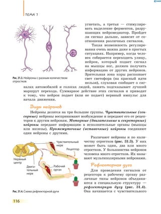 ТеМа 7
116
угнетать, а третьи — стимулиро-
вать выделение ферментов, разру-
шающих нейромедиатор. Пройдет
ли сигнал дальше, зависит от со-
отношения различных сигналов.
Такая возможность регулиро-
вания очень важна даже в простых
ситуациях. Например, когда чело-
век собирается переходить улицу,
нейрон, который подает сигнал
на мышцы ног, должен получить
информацию от других нейронов.
Зрительная зона коры распознает
свет светофора (на красный идти
нельзя), слуховая сообщает о сиг-
налах автомобилей и голосах людей, память подсказывает лучший
маршрут перехода. Суммарное действие этих сигналов и приводит
к тому, что нейрон подает (или не подает) нервный импульс для
начала движения.
Виды нейронов
Нейроны делятся на три большие группы. Чувствительные (сен-
сорные) нейроны воспринимают возбуждение и передают его от рецеп-
торов к другим нейронам. Моторные (двигательные и секреторные)
нейроны передают информацию в исполнительные органы (мышцы
или железы). Промежуточные (вставочные) нейроны соединяют
одни нейроны с другими.
Различают нейроны и по коли-
честву отростков (рис. 31.3). У них
может быть один, два или много
отростков. У большинства нейронов
человека много отростков. Их назы-
вают мультиполярными нейронами.
Рефлекторная дуга
Для проведения сигналов от
рецептора к рабочему органу раз-
личные типы нейронов объединя-
ются в специальную структуру —
рефлекторную дугу (рис. 31.4).
Она начинается с чувствительного
Рис. 31.3. Нейроны с разным количеством
отростков
Рис. 31.4. Схема рефлекторной дуги
Рабочий
орган
Рецептор
Чувствительный
нерв
Нервный
центр
Двига-
тельный
нерв
Нервный
 