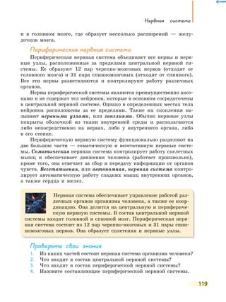 нервная система
119
и в головном мозге, где образует несколько расширений — желу-
дочков мозга.
Периферическая нервная система
Периферическая нервная система объединяет все нервы и нерв-
ные узлы, расположенные за пределами центральной нервной си-
стемы. Ее образуют 12 пар черепно-мозговых нервов (отходят от
головного мозга) и 31 пара спинномозговых (отходят от спинного).
Все эти нервы разветвляются и контролируют работу различных
органов.
Нервы периферической системы являются преимущественно аксо-
нами и не содержат тел нейронов, которые в основном сосредоточены
в центральной нервной системе. Однако в определенных местах тела
нейронов расположены за ее пределами. Такие их скопления на-
зывают нервными узлами, или ганглиями. Обычно нервные узлы
покрыты оболочкой из ткани внутренней среды и располагаются
либо непосредственно на нервах, либо у внутреннего органа, либо
в его стенке.
Периферическую нервную систему функционально разделяют на
две большие части — соматическую и вегетативную нервные систе-
мы. Соматическая нервная система контролирует работу скелетных
мышц и обеспечивает движения человека (работает произвольно),
кроме того, она отвечает за сбор и передачу информации от органов
чувств. Вегетативная, или автономная, нервная система контро-
лирует автоматическую работу гладких мышц внутренних органов,
а также сердца и желез.
Нервная система обеспечивает управление работой раз-
личных органов организма человека, а также ее коор-
динацию. Она делится на центральную и перифериче-
скую нервную системы. В состав центральной нервной
системы входят головной и спинной мозг. Периферическая нерв-
ная система состоит из 12 пар черепно-мозговых и 31 пары спин-
номозговых нервов. Она образует сплетения и нервные узлы.
Проверьте свои знания
1. Из каких частей состоит нервная система организма человека?
2. Что входит в состав центральной нервной системы?
3. Что входит в состав периферической нервной системы?
4. Назовите составляющие периферической нервной системы.
 