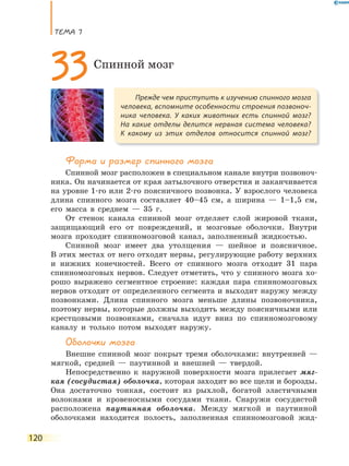 ТеМа 7
120
Форма и размер спинного мозга
Спинной мозг расположен в специальном канале внутри позвоноч-
ника. Он начинается от края затылочного отверстия и заканчивается
на уровне 1-го или 2-го поясничного позвонка. У взрослого человека
длина спинного мозга составляет 40–45 см, а ширина — 1–1,5 см,
его масса в среднем — 35 г.
От стенок канала спинной мозг отделяет слой жировой ткани,
защищающий его от повреждений, и мозговые оболочки. Внутри
мозга проходит спинномозговой канал, заполненный жидкостью.
Спинной мозг имеет два утолщения — шейное и поясничное.
В этих местах от него отходят нервы, регулирующие работу верхних
и нижних конечностей. Всего от спинного мозга отходит 31 пара
спинномозговых нервов. Следует отметить, что у спинного мозга хо-
рошо выражено сегментное строение: каждая пара спинномозговых
нервов отходит от определенного сегмента и выходит наружу между
позвонками. Длина спинного мозга меньше длины позвоночника,
поэтому нервы, которые должны выходить между поясничными или
крестцовыми позвонками, сначала идут вниз по спинномозговому
каналу и только потом выходят наружу.
Оболочки мозга
Внешне спинной мозг покрыт тремя оболочками: внутренней —
мягкой, средней — паутинной и внешней — твердой.
Непосредственно к наружной поверхности мозга прилегает мяг-
кая (сосудистая) оболочка, которая заходит во все щели и борозды.
Она достаточно тонкая, состоит из рыхлой, богатой эластичными
волокнами и кровеносными сосудами ткани. Снаружи сосудистой
расположена паутинная оболочка. Между мягкой и паутинной
оболочками находится полость, заполненная спинномозговой жид-
Прежде чем приступить к изучению спинного мозга
человека, вспомните особенности строения позвоноч-
ника человека. У каких животных есть спинной мозг?
На какие отделы делится нервная система человека?
К какому из этих отделов относится спинной мозг?
33Спинной мозг
 