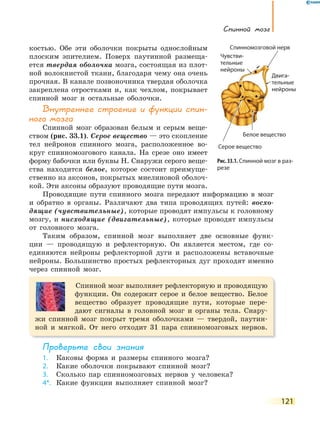Спинной мозг
121
костью. Обе эти оболочки покрыты однослойным
плоским эпителием. Поверх паутинной размеща-
ется твердая оболочка мозга, состоящая из плот-
ной волокнистой ткани, благодаря чему она очень
прочная. В канале позвоночника твердая оболочка
закреплена отростками и, как чехлом, покрывает
спинной мозг и остальные оболочки.
Внутреннее строение и функции спин-
ного мозга
Спинной мозг образован белым и серым веще-
ством (рис. 33.1). Серое вещество — это скопление
тел нейронов спинного мозга, расположенное во-
круг спинномозгового канала. На срезе оно имеет
форму бабочки или буквы Н. Снаружи серого веще-
ства находится белое, которое состоит преимуще-
ственно из аксонов, покрытых миелиновой оболоч-
кой. Эти аксоны образуют проводящие пути мозга.
Проводящие пути спинного мозга передают информацию в мозг
и обратно в органы. Различают два типа проводящих путей: восхо-
дящие (чувствительные), которые проводят импульсы к головному
мозгу, и нисходящие (двигательные), которые проводят импульсы
от головного мозга.
Таким образом, спинной мозг выполняет две основные функ-
ции — проводящую и рефлекторную. Он является местом, где со-
единяются нейроны рефлекторной дуги и расположены вставочные
нейроны. Большинство простых рефлекторных дуг проходят именно
через спинной мозг.
Спинной мозг выполняет рефлекторную и проводящую
функции. Он содержит серое и белое вещество. Белое
вещество образует проводящие пути, которые пере-
дают сигналы в головной мозг и органы тела. Снару-
жи спинной мозг покрыт тремя оболочками — твердой, паутин-
ной и мягкой. От него отходит 31 пара спинномозговых нервов.
Проверьте свои знания
1. Каковы форма и размеры спинного мозга?
2. Какие оболочки покрывают спинной мозг?
3. Сколько пар спинномозговых нервов у человека?
4*. Какие функции выполняет спинной мозг?
Рис. 33.1. Спинной мозг в раз-
резе
Серое вещество
Белое вещество
Чувстви-
тельные
нейроны
Спинномозговой нерв
Двига-
тельные
нейроны
Спинномозговой нерв
 
