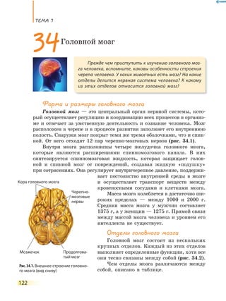 ТеМа 7
122
Форма и размеры головного мозга
Головной мозг — это центральный орган нервной системы, кото-
рый осуществляет регуляцию и координацию всех процессов в организ-
ме и отвечает за умственную деятельность и сознание человека. Мозг
расположен в черепе и в процессе развития заполняет его внутреннюю
полость. Снаружи мозг покрыт теми же тремя оболочками, что и спин-
ной. От него отходят 12 пар черепно-мозговых нервов (рис. 34.1).
Внутри мозга расположены четыре желудочка головного мозга,
которые являются расширениями спинномозгового канала. В них
синтезируется спинномозговая жидкость, которая защищает голов-
ной и спинной мозг от повреждений, создавая жидкую «подушку»
при сотрясениях. Она регулирует внутричерепное давление, поддержи-
вает постоянство внутренней среды в мозге
и осуществляет транспорт веществ между
кровеносными сосудами и клетками мозга.
Масса мозга колеблется в достаточно ши-
роких пределах — между 1000 и 2000 г.
Средняя масса мозга у мужчин составляет
1375 г, а у женщин — 1275 г. Прямой связи
между массой мозга человека и уровнем его
интеллекта не существует.
Отделы головного мозга
Головной мозг состоит из нескольких
крупных отделов. Каждый из этих отделов
выполняет определенные функции, хотя все
они тесно связаны между собой (рис. 34.2).
Чем отделы мозга различаются между
собой, описано в таблице.
Прежде чем приступить к изучению головного моз-
га человека, вспомните, каковы особенности строения
черепа человека. У каких животных есть мозг? На какие
отделы делится нервная система человека? К какому
из этих отделов относится головной мозг?
34Головной мозг
Рис. 34.1. Внешнее строение головно-
го мозга (вид снизу)
Мозжечок
Кора головного мозга
Черепно-
мозговые
нервы
Продолгова-
тый мозг
Кора головного мозгаКора головного мозгаКора головного мозгаКора головного мозга
 