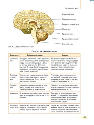 123
Головной мозг
Отделы головного мозга
Отдел мозга Особенности строения Функции
Конечный
мозг
Снаружи конечного мозга располо-
жено серое вещество, образующее
кору больших полушарий мозга,
а  внутри содержится белое ве-
щество. В толще белого вещества
находится несколько ядер (скопле-
ний серого вещества)
Это высший отдел центральной
нервной системы, который управ-
ляет деятельностью других отде-
лов головного мозга и спинным
мозгом, а также обеспечивает
сложные формы поведения
Промежу-
точный
мозг
Состоит из взаимосвязанных ядер,
расположенных вокруг третьего
желудочка мозга. В его состав
входит гипоталамус
Регулирует деятельность желез
внутренней секреции, участвует
в  процессах сна, памяти, инстин-
ктивного поведения и т. п.
Средний
мозг
Соединяет продолговатый и про-
межуточный мозг. Состоит из
четверохолмия и ножек мозга
Участвует в регуляции движений
и  позы, мышечного тонуса, состоя-
ний бодрствования и сна
Мозжечок В мозжечке различают два полуша-
рия и непарную среднюю часть  —
червяк
Отвечает за координацию дви-
жений. Согласовывает различные
двигательные акты и адаптирует
реакции организма к условиям
окружающей среды
Продолго-
ватый мозг
Состоит из ядер черепно-мозговых
нервов, скоплений серого веще-
ства и пучков нервных волокон
Регулирует дыхание, пищеварение
и обмен веществ, двигательные и за-
щитные рефлексы. Обеспечивает
связь спинного и головного мозга
Рис. 34.2. Отделы головного мозга
Мозолистое тело
Конечный мозг
Промежуточный мозг
Средний мозг
Продолговатый мозг
Мозжечок
Спинной мозг
 