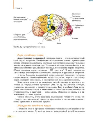 ТеМа 7
124
Кора головного мозга
Кора больших полушарий головного мозга — это поверхностный
слой серого вещества. Ее образуют тела нервных клеток, промежутки
между которыми заполнены клетками нейроглии и содержат нервные
волокна и кровеносные сосуды. Наличие многочисленных борозд и из-
вилин значительно увеличивает площадь поверхности серого вещества.
Общая площадь коры составляет 220 тыс. мм2
. В ней содержится
14–15 млрд разнообразных по форме, размерам и функциям нейронов.
У коры больших полушарий очень сложное строение. Начиная
с поверхности, клетки образуют несколько слоев, идущих в глубину
коры, которые размещены в определенной последовательности.
Кора мозга делится на несколько долей, каждая из которых от-
вечает за определенные процессы (рис. 34.3). Различают лобную,
теменную, височную и затылочную доли. Так, в лобной доле нахо-
дится двигательная зона, в теменной — зона кожно-мышечной чув-
ствительности, в височной — зона слуха, обоняния и вкуса, а в за-
тылочной — зона зрения.
Таким образом, кора больших полушарий головного мозга ре-
гулирует все жизненные процессы организма, а также обеспечивает
связь организма с внешней средой.
Желудочки головного мозга
Головной мозг в процессе эволюции образовался из передней ча-
сти спинного мозга. А, как вы знаете, характерной чертой спинного
Речь
Зрение
Слух
Прикосно-
вение
Высшие психи-
ческие функции,
интеллект
Контроль дви-
жений головы,
ориентирование
Движение
(контроль
произвольных
движений)
Рис. 34.3. Функции долей головного мозга
ческие функции,
 