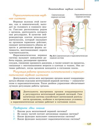 Вегетативная нервная система
127
Парасимпатическая нерв-
ная система
Нервные волокна этой систе-
мы, как и симпатической, выхо-
дят из головного и спинного моз-
га. Ганглии расположены рядом
с органом, деятельность которого
они регулируют. В качестве ней-
ромедиатора клетки используют
ацетилхолин, который оказывает
на организм тормозное действие,
снижает интенсивность обмена ве-
ществ и ритмические формы ак-
тивности, восстанавливает пороги
чувствительности.
Парасимпатическая нервная
система вызывает замедление ра-
боты сердца, расширение просвета
сосудов, снижение кровяного давления, а также влияет на процессы,
связанные с восстановлением веществ в клетках и тканях. Она ак-
тивно работает, когда организм находится в состоянии покоя.
Регуляция работы организма симпатической и парасим-
патической нервной системой
Деятельность почти всех внутренних органов может координиро-
ваться обоими отделами вегетативной нервной системы — симпатиче-
ским и парасимпатическим. Такое двойное управление обеспечивает
лучшую регуляцию работы органов.
Деятельность внутренних органов координируется
и регулируется вегетативной нервной системой. Сим-
патическая система способствует интенсивной деятель-
ности организма, особенно в экстремальных условиях,
а парасимпатическая активно работает в состоянии покоя.
Проверьте свои знания
1. Какова роль вегетативной нервной системы?
2. Из каких частей состоит автономная нервная система?
3. Какие функции выполняет симпатическая система?
4*. Какие функции выполняет парасимпатическая система?
Рис. 35.1. Симпатическая и парасимпатическая
нервная система
Симпатическая
нервная система
Парасимпатическая
нервная система
 