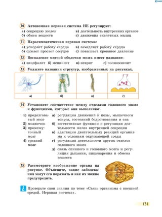 131
10 Автономная нервная система НЕ регулирует:
а) секрецию желез в) деятельность внутренних органов
б) обмен веществ г) движения скелетных мышц
11 Парасимпатическая нервная система:
а) ускоряет работу сердца в) замедляет работу сердца
б) сужает просвет сосудов г) повышает кровяное давление
12 Воспаление мягкой оболочки мозга имеет название:
а) энцефалит б) менингит в) неврит г) полиомиелит
13 Укажите названия структур, изображенных на рисунках.
а) б) в) г)
14 Установите соответствие между отделами головного мозга
и функциями, которые они выполняют.
1) продолгова-
тый мозг
2) мозжечок
3) промежу-
точный
мозг
4) средний
мозг
а) регуляция движений и позы, мышечного
тонуса, состояний бодрствования и сна
б) вегетативные функции и регуляция дея-
тельности желез внутренней секреции
в) адаптация двигательных реакций организ-
ма к условиям окружающей среды
г) регуляция деятельности других отделов
головного мозга
д) связь спинного и головного мозга и регу-
ляция дыхания, пищеварения и обмена
веществ
15 Рассмотрите изображение органа на
рисунке. Объясните, какие заболева-
ния могут его поражать и как их можно
предупредить.
Проверьте свои знания по теме «Связь организма с внешней
средой. Нервная система».
 