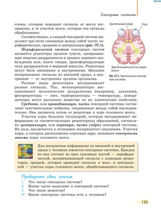 Сенсорные системы
133
стемы, которые передают сигналы от места вос-
приятия, и те участки мозга, которые эти сигналы
обрабатывают.
Соответственно, в каждой сенсорной системе вы-
деляют три тесно связанные между собой части: пе-
риферическую, среднюю и центральную (рис. 37.1).
Периферической частью сенсорных систем
являются рецепторы органов чувств, превращаю-
щие энергию раздражителя в процесс нервного воз-
буждения или, иначе говоря, трансформирующие
силу раздражителя в нервный импульс. Рецепторы
могут быть внешними и внутренними. Внешние
воспринимают сигналы из внешней среды, а вну-
тренние — от внутренних органов организма.
Разные виды рецепторов воспринимают
разные сигналы. Так, механорецепторы вос-
принимают механические раздражения (например, давление),
фоторецепторы — свет, терморецепторы — температуру, хеморе-
цепторы могут различать вещества по их химическим свойствам.
Среднюю, или проводниковую, часть сенсорной системы состав-
ляют чувствительные нейроны, соединенные между собой последова-
тельно. Они являются путем от рецептора к коре головного мозга.
Участки коры больших полушарий, которые воспринимают ин-
формацию от соответствующих рецепторных образований, составля-
ют центральную, или корковую, часть (ядро) сенсорной системы.
Их роль заключается в осознании воспринятого ощущения. Участки
коры, в которых расположены корковые ядра, называют сенсорными
зонами коры головного мозга.
Для восприятия информации из внешней и внутренней
среды у человека имеются сенсорные системы. Каждая
из них состоит из трех основных частей — перифери-
ческой, воспринимающей сигналы с помощью рецеп-
торов, средней, которая проводит сигналы в мозг, и централь-
ной — участка коры головного мозга, обрабатывающего сигналы.
Проверьте свои знания
1. Что такое сенсорная система?
2. Какие части выделяют в сенсорной системе?
3. Что такое рецептор?
4*. Какие сенсорные системы есть у человека?
Рис. 37.1. Зрительная сенсор-
ная система
ГлазЗрительный нерв
Зрительный участок коры
мозга
Зрительный нерв
 