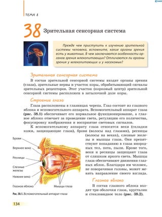 ТеМа 8
134
Зрительная сенсорная система
В состав зрительной сенсорной системы входят органы зрения
(глаза), зрительные нервы и участок коры, обрабатывающий сигналы
зрительных рецепторов. Этот участок (корковый центр) зрительной
сенсорной системы расположен в затылочной доле коры.
Строение глаза
Глаза расположены в глазницах черепа. Глаз состоит из глазного
яблока и вспомогательного аппарата. Вспомогательный аппарат глаза
(рис. 38.1) обеспечивает его нормальное функционирование, а глаз-
ное яблоко отвечает за проведение света, регуляцию его количества,
фокусировку изображения и восприятие световых сигналов.
К вспомогательному аппарату глаза относятся веки (складки
кожи, защищающие глаза), брови (волосы над глазами), ресницы
(волосы на веках), слезные желе-
зы и мышцы глаза. Они препят-
ствуют попаданию в глаза инород-
ных тел, пота, пыли. Кроме того,
веки и ресницы защищают глаза
от слишком яркого света. Мышцы
глаза обеспечивают движения глаз-
ных яблок. Благодаря им человек,
не поворачивая головы, может ме-
нять направление своего взгляда.
Глазное яблоко
В состав глазного яблока вхо-
дят три оболочки глаза, хрусталик
и стекловидное тело (рис. 38.2).
Прежде чем приступить к изучению зрительной
системы человека, вспомните, какие органы зрения
есть у животных. В чем заключаются особенности ор-
ганов зрения млекопитающих? Отличаются ли органы
зрения у млекопитающих и у насекомых?
38Зрительная сенсорная система
Рис. 38.1. Вспомогательный аппарат глаза
Брови
Ресницы
Верхнее веко
Нижнее веко
Глазное яблоко Мышцы глаза
Слезные
железы
Мышцы глаза
Верхнее веко
Мышцы глаза
 