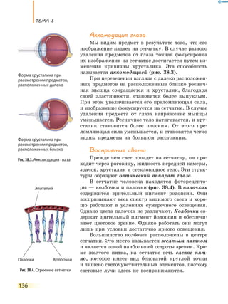 ТеМа 8
136
аккомодация глаза
Мы видим предмет в результате того, что его
изображение падает на сетчатку. В случае разного
удаления предметов от глаза точная фокусировка
их изображения на сетчатке достигается путем из-
менения кривизны хрусталика. Эта способность
называется аккомодацией (рис. 38.3).
При переведении взгляда с далеко расположен-
ных предметов на расположенные близко реснич-
ная мышца сокращается и хрусталик, благодаря
своей эластичности, становится более выпуклым.
При этом увеличивается его преломляющая сила,
и изображение фокусируется на сетчатке. В случае
удаления предмета от глаза напряжение мышцы
уменьшается. Ресничное тело натягивается, и хру-
сталик становится более плоским. От этого пре-
ломляющая сила уменьшается, и становятся четко
видны предметы на большом расстоянии.
Восприятие света
Прежде чем свет попадет на сетчатку, он про-
ходит через роговицу, жидкость передней камеры,
зрачок, хрусталик и стекловидное тело. Эти струк-
туры образуют оптический аппарат глаза.
В сетчатке человека находятся фоторецепто-
ры — колбочки и палочки (рис. 38.4). В палочках
содержится зрительный пигмент родопсин. Они
воспринимают весь спектр видимого света и хоро-
шо работают в условиях сумеречного освещения.
Однако цвета палочки не различают. Колбочки со-
держат зрительный пигмент йодопсин и обеспечи-
вают цветовое зрение. Однако работать они могут
лишь при условии достаточно яркого освещения.
Большинство колбочек расположены в центре
сетчатки. Это место называется желтым пятном
и является зоной наибольшей остроты зрения. Кро-
ме желтого пятна, на сетчатке есть слепое пят-
но, которое имеет вид беловатой круглой точки
и лишено светочувствительных элементов, поэтому
световые лучи здесь не воспринимаются.
Форма хрусталика при
рассмотрении предметов,
расположенных далеко
Форма хрусталика при
рассмотрении предметов,
расположенных близко
Рис. 38.3. Аккомодация глаза
Рис. 38.4. Строение сетчатки
Палочки
Эпителий
Колбочки
 