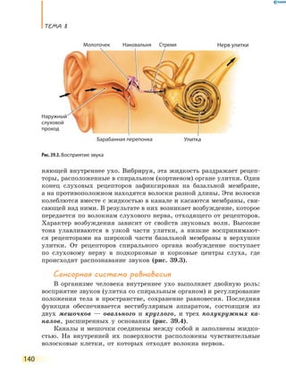 ТеМа 8
140
няющей внутреннее ухо. Вибрируя, эта жидкость раздражает рецеп-
торы, расположенные в спиральном (кортиевом) органе улитки. Один
конец слуховых рецепторов зафиксирован на базальной мембране,
а на противоположном находятся волоски разной длины. Эти волоски
колеблются вместе с жидкостью в канале и касаются мембраны, сви-
сающей над ними. В результате в них возникает возбуждение, которое
передается по волокнам слухового нерва, отходящего от рецепторов.
Характер возбуждения зависит от свойств звуковых волн. Высокие
тона улавливаются в узкой части улитки, а низкие воспринимают-
ся рецепторами на широкой части базальной мембраны в верхушке
улитки. От рецепторов спирального органа возбуждение поступает
по слуховому нерву в подкорковые и корковые центры слуха, где
происходит распознавание звуков (рис. 39.3).
Сенсорная система равновесия
В организме человека внутреннее ухо выполняет двойную роль:
восприятие звуков (улитка со спиральным органом) и регулирование
положения тела в пространстве, сохранение равновесия. Последняя
функция обеспечивается вестибулярным аппаратом, состоящим из
двух мешочков — овального и круглого, и трех полукружных ка-
налов, расширенных у основания (рис. 39.4).
Каналы и мешочки соединены между собой и заполнены жидко-
стью. На внутренней их поверхности расположены чувствительные
волосковые клетки, от которых отходят волокна нервов.
Рис. 39.3. Восприятие звука
Наружный
слуховой
проход
Улитка
Стремя Нерв улиткиНаковальняМолоточек
Барабанная перепонка
Наружный
 
