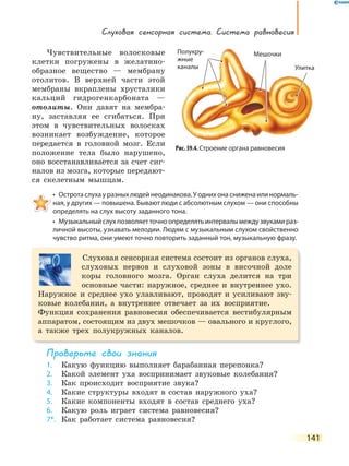 141
Слуховая сенсорная система. Система равновесия
Чувствительные волосковые
клетки погружены в желатино-
образное вещество — мембрану
отолитов. В верхней части этой
мембраны вкраплены хрусталики
кальций гидрогенкарбоната —
отолиты. Они давят на мембра-
ну, заставляя ее сгибаться. При
этом в чувствительных волосках
возникает возбуждение, которое
передается в головной мозг. Если
положение тела было нарушено,
оно восстанавливается за счет сиг-
налов из мозга, которые передают-
ся скелетным мышцам.
•  Острота слуха у разных людей неодинакова. У одних она снижена или нормаль-
ная, у других — повышена. Бывают люди с абсолютным слухом — они способны
определять на слух высоту заданного тона.
•  Музыкальный слух позволяет точно определять интервалы между звуками раз-
личной высоты, узнавать мелодии. Людям с музыкальным слухом свойственно
чувство ритма, они умеют точно повторить заданный тон, музыкальную фразу.
Слуховая сенсорная система состоит из органов слуха,
слуховых нервов и слуховой зоны в височной доле
коры головного мозга. Орган слуха делится на три
основные части: наружное, среднее и внутреннее ухо.
Наружное и среднее ухо улавливают, проводят и усиливают зву-
ковые колебания, а внутреннее отвечает за их восприятие.
Функция сохранения равновесия обеспечивается вестибулярным
аппаратом, состоящим из двух мешочков — овального и круглого,
а также трех полукружных каналов.
Проверьте свои знания
1. Какую функцию выполняет барабанная перепонка?
2. Какой элемент уха воспринимает звуковые колебания?
3. Как происходит восприятие звука?
4. Какие структуры входят в состав наружного уха?
5. Какие компоненты входят в состав среднего уха?
6. Какую роль играет система равновесия?
7*. Как работает система равновесия?
Рис. 39.4. Строение органа равновесия
Улитка
МешочкиПолукру-
жные
каналы
 