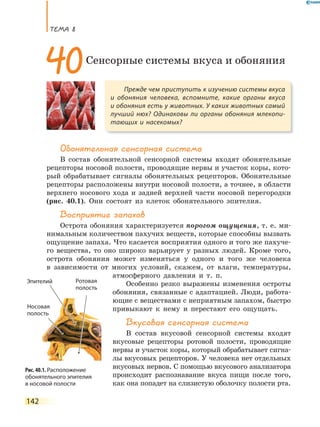 ТеМа 8
142
Обонятельная сенсорная система
В состав обонятельной сенсорной системы входят обонятельные
рецепторы носовой полости, проводящие нервы и участок коры, кото-
рый обрабатывает сигналы обонятельных рецепторов. Обонятельные
рецепторы расположены внутри носовой полости, а точнее, в области
верхнего носового хода и задней верхней части носовой перегородки
(рис. 40.1). Они состоят из клеток обонятельного эпителия.
Восприятие запахов
Острота обоняния характеризуется порогом ощущения, т. е. ми-
нимальным количеством пахучих веществ, которые способны вызвать
ощущение запаха. Что касается восприятия одного и того же пахуче-
го вещества, то оно широко варьирует у разных людей. Кроме того,
острота обоняния может изменяться у одного и того же человека
в зависимости от многих условий, скажем, от влаги, температуры,
атмосферного давления и т. п.
Особенно резко выражены изменения остроты
обоняния, связанные с адаптацией. Люди, работа-
ющие с веществами с неприятным запахом, быстро
привыкают к нему и перестают его ощущать.
Вкусовая сенсорная система
В состав вкусовой сенсорной системы входят
вкусовые рецепторы ротовой полости, проводящие
нервы и участок коры, который обрабатывает сигна-
лы вкусовых рецепторов. У человека нет отдельных
вкусовых нервов. С помощью вкусового анализатора
происходит распознавание вкуса пищи после того,
как она попадет на слизистую оболочку полости рта.
Прежде чем приступить к изучению системы вкуса
и обоняния человека, вспомните, какие органы вкуса
и обоняния есть у животных. У каких животных самый
лучший нюх? Одинаковы ли органы обоняния млекопи-
тающих и насекомых?
40Сенсорные системы вкуса и обоняния
Рис. 40.1. Расположение
обонятельного эпителия
в носовой полости
Эпителий
Носовая
полость
Ротовая
полость
Носовая
полость
 