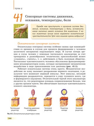 ТЕМА 8
144
Осязательная сенсорная система
Осязательная сенсорная система особенно важна при взаимодей-
ствии со зрением и слухом для процесса формирования у человека
целостного восприятия окружающего мира. В случае потери зре-
ния и слуха человек с помощью тактильного анализатора за счет
тренировки и разнообразных технических приспособлений может
«слышать», «читать», т. е. действовать и быть полезным обществу.
Тактильная чувствительность человека обусловлена функционирова-
нием механорецепторов кожи, которые воспринимают механические
воздействия в виде прикосновения или давления (рис. 41.1).
Работает осязательная система очень просто. Механическое воз-
действие на кожу вызывает раздражение нервного окончания, в ре-
зультате чего возникает нервный импульс. Этот импульс, несущий
информацию раздражителя, передается в кору головного мозга, где
и формируются ощущения. Отличительной чертой этого анализатора
является то, что рецепторная площадь соприкосновения больше, чем
у других органов чувств. Это обеспечивает высокую чувствительность
кожного анализатора.
Прежде чем приступить к изучению систем дви-
жения, осязания, температуры и боли, вспомните,
какое значение имеет осязание для животных. У ка-
ких животных лучше всего выражена осязательная
чувствительность? Для чего кошкам нужны вибриссы?
41Сенсорные системы движения,
осязания, температуры, боли
Рис. 41.1. Осязательные рецепторы в коже
Тактильный
рецептор
Тепловой
рецептор
Рецептор
холода
Болевой
рецептор
Рецептор давления
и вибрации
 