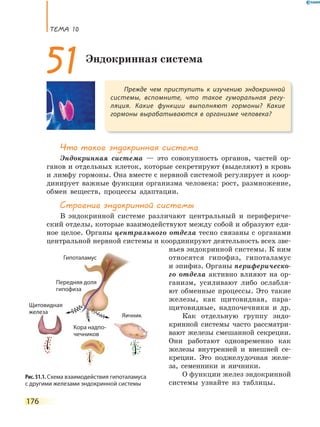 ТеМа 10
176
Что такое эндокринная система
Эндокринная система — это совокупность органов, частей ор-
ганов и отдельных клеток, которые секретируют (выделяют) в кровь
и лимфу гормоны. Она вместе с нервной системой регулирует и коор-
динирует важные функции организма человека: рост, размножение,
обмен веществ, процессы адаптации.
Строение эндокринной системы
В эндокринной системе различают центральный и перифериче-
ский отделы, которые взаимодействуют между собой и образуют еди-
ное целое. Органы центрального отдела тесно связаны с органами
центральной нервной системы и координируют деятельность всех зве-
ньев эндокринной системы. К ним
относятся гипофиз, гипоталамус
и эпифиз. Органы периферическо-
го отдела активно влияют на ор-
ганизм, усиливают либо ослабля-
ют обменные процессы. Это такие
железы, как щитовидная, пара-
щитовидные, надпочечники и др.
Как отдельную группу эндо-
кринной системы часто рассматри-
вают железы смешанной секреции.
Они работают одновременно как
железы внутренней и внешней се-
креции. Это поджелудочная желе-
за, семенники и яичники.
О функции желез эндокринной
системы узнайте из таблицы.
Прежде чем приступить к изучению эндокринной
системы, вспомните, что такое гуморальная регу-
ляция. Какие функции выполняют гормоны? Какие
гормоны вырабатываются в организме человека?
51Эндокринная система
Рис. 51.1. Схема взаимодействия гипоталамуса
с другими железами эндокринной системы
Гипоталамус
Передняя доля
гипофиза
Щитовидная
железа
Яичник
Кора надпо-
чечников
 