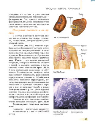 183
иммунная система. иммунитет
ускоряют их захват и уничтожение
специализированными лейкоцитами —
фагоцитами. Этот процесс называется
фагоцитозом. В случае взаимодействия
с опасными для организма молекулами
антитела нейтрализуют их.
иммунная система и ее ор-
ганы
В состав иммунной системы вхо-
дят такие органы, как тимус, селезен-
ка, миндалины, лимфатические узлы,
костный мозг.
Селезенка (рис. 53.1) активно выра-
батывает лейкоциты и участвует в обез-
вреживании микроорганизмов и опас-
ных веществ в крови, которая через нее
проходит. Важным центром образования
лейкоцитов является также костный
мозг. Тимус — это железа внутренней
секреции, которая интенсивно работает
у людей в молодом возрасте, а потом
снижает свою активность (рис. 53.2).
В нем происходит созревание и «обу-
чение» Т-лимфоцитов, которые затем
приобретают способность распознавать
определенные антигены. Миндалины
являются важными структурами, ко-
торые распознают микроорганизмы, по-
падающие в организм человека через
рот и нос, и начинают борьбу с ними.
Лимфатические узлы формируются
в местах слияния нескольких лимфати-
ческих сосудов и служат барьером для
распространения инфекций в организме.
Основными клетками иммунной си-
стемы являются лейкоциты (рис. 53.3).
Характерные свойства лейкоци-
тов:
•диаметр — значительно варьирует;
•количество в 1 мм3
— 4000–9000
штук;
Рис. 53.1. Селезенка
Рис. 53.2. Тимус
Трахея
Тимус
Легкие
Тимус
Рис. 53.3. Лимфоцит — разновидность
лейкоцитов
Ткань
СосудыСосуды
 
