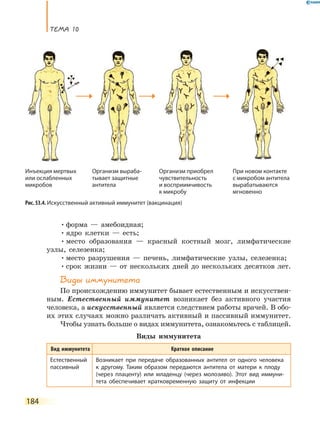 ТеМа 10
184
•форма — амебоидная;
•ядро клетки — есть;
•место образования — красный костный мозг, лимфатические
узлы, селезенка;
•место разрушения — печень, лимфатические узлы, селезенка;
•срок жизни — от нескольких дней до нескольких десятков лет.
Виды иммунитета
По происхождению иммунитет бывает естественным и искусствен-
ным. Естественный иммунитет возникает без активного участия
человека, а искусственный является следствием работы врачей. В обо-
их этих случаях можно различать активный и пассивный иммунитет.
Чтобы узнать больше о видах иммунитета, ознакомьтесь с таблицей.
Виды иммунитета
Вид иммунитета Краткое описание
Естественный
пассивный
Возникает при передаче образованных антител от одного человека
к другому. Таким образом передаются антитела от матери к плоду
(через плаценту) или младенцу (через молозиво). Этот вид иммуни-
тета обеспечивает кратковременную защиту от инфекции
Рис. 53.4. Искусственный активный иммунитет (вакцинация)
Инъекция мертвых
или ослабленных
микробов
Организм выраба-
тывает защитные
антитела
Организм приобрел
чувствительность
и восприимчивость
к микробу
При новом контакте
с микробом антитела
вырабатываются
мгновенно
 