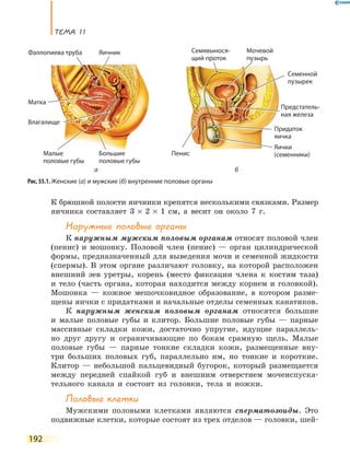 ТеМа 11
192
К брюшной полости яичники крепятся несколькими связками. Размер
яичника составляет 3 × 2 × 1 см, а весит он около 7 г.
наружные половые органы
К наружным мужским половым органам относят половой член
(пенис) и мошонку. Половой член (пенис) — орган цилиндрической
формы, предназначенный для выведения мочи и семенной жидкости
(спермы). В этом органе различают головку, на которой расположен
внешний зев уретры, корень (место фиксации члена к костям таза)
и тело (часть органа, которая находится между корнем и головкой).
Мошонка — кожное мешочковидное образование, в котором разме-
щены яички с придатками и начальные отделы семенных канатиков.
К наружным женским половым органам относятся большие
и малые половые губы и клитор. Большие половые губы — парные
массивные складки кожи, достаточно упругие, идущие параллель-
но друг другу и ограничивающие по бокам срамную щель. Малые
половые губы — парные тонкие складки кожи, размещенные вну-
три больших половых губ, параллельно им, но тонкие и короткие.
Клитор — небольшой пальцевидный бугорок, который размещается
между передней спайкой губ и внешним отверстием мочеиспуска-
тельного канала и состоит из головки, тела и ножки.
Половые клетки
Мужскими половыми клетками являются сперматозоиды. Это
подвижные клетки, которые состоят из трех отделов — головки, шей-
Рис. 55.1. Женские (а) и мужские (б) внутренние половые органы
Семявынося-
щий проток
Мочевой
пузырь
Придаток
яичка
Яички
(семенники)
Предстатель-
ная железа
Пенис
Семенной
пузырек
пузырьпузырь
Фаллопиева труба Яичник
Матка
Влагалище
Большие
половые губы
Малые
половые губы
а б
 