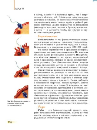 ТеМа 11
196
в матку, а затем — в маточные трубы, где и встре-
чаются с яйцеклеткой. Яйцеклетка самостоятельно
двигаться не может. Ее движения обеспечиваются
сокращениями мышц стенки трубы и работой рес-
ничек эпителия. Зрелая яйцеклетка из лопнувшего
фолликула попадает сначала в брюшную полость,
а затем — в маточную трубу, где обычно и про-
исходит оплодотворение.
Беременность
Беременность — это физиологическое состоя-
ние организма женщины, связанное с оплодотворе-
нием яйцеклетки и развитием зародыша и плода.
Беременность у женщины длится 270–280 дней.
Во время беременности в организме женщины
происходят значительные изменения. Из внешних
оболочек плода формируется плацента. Плацента,
или детское место,— это орган, связывающий
плод с организмом матери во время внутриутроб-
ного развития. Она обеспечивает обмен веществ
между организмом матери и плодом и уберегает
плод от нападения иммунной системы матери.
Значительные изменения происходят в матке:
увеличиваются ее размеры — не только за счет
растяжения стенок, но и за счет увеличения массы
мышц. Развивается сеть крупных и мелких сосу-
дов, несущих кровь к плаценте. Почки работают
с повышенной нагрузкой, выводя продукты обмена
не только матери, но и плода. У женщины активи-
зируется образование эритроцитов в костном моз-
ге, увеличивается количество крови, расширяются
кровеносные сосуды, усиливается газообмен. Для
обеспечения нормального функционирования орга-
нов и систем организма беременной, благоприятных
условий для развития плода необходимо повышен-
ное количество питательных веществ и кислорода.
Роды
Роды — это физиологический процесс, кото-
рым заканчивается беременность, выход из тела
матери зрелого плода и последа (плаценты и за-
родышевых оболочек) (рис. 56.3).
Рис. 56.2. Оплодотворение —
слияние яйцеклетки
и сперматозоида
 