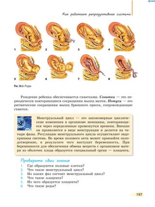 Как работает репродуктивная система
197
Рождение ребенка обеспечивается схватками. Схватки — это пе-
риодически повторяющиеся сокращения мышц матки. Потуги — это
ритмические сокращения мышц брюшного пресса, сопровождающие
схватки.
Менструальный цикл — это закономерные цикличе-
ские изменения в организме женщины, повторяющи-
еся через определенные промежутки времени. Внешне
он проявляется в виде менструации и делится на че-
тыре фазы. Регуляцию менструального цикла осуществляет эндо-
кринная система. Во время полового акта может произойти опло-
дотворение, в результате чего наступит беременность. При
беременности для обеспечения обмена веществ с организмом мате-
ри из оболочек плода образуется специальный орган — плацента.
Проверьте свои знания
1. Где образуются половые клетки?
2. Что такое менструальный цикл?
3. Из каких фаз состоит менструальный цикл?
4. Что такое плацента?
5. Из чего образуется плацента?
6. Что такое роды?
Рис. 56.3. Роды
1 2 4
65 7 8
3
 