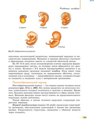 Развитие человека
199
заполнена околоплодной жидкостью, защищающей зародыш от ме-
ханических повреждений. Внешняя и средняя оболочки участвуют
в образовании плаценты вместе со слизистой оболочкой матки.
На 10–14-й день после оплодотворения клетки зародыша форми-
руют зародышевые листки, из которых затем образуются все орга-
ны и ткани. Начиная с 9-й недели внутриутробного развития и до
момента рождения организм называют плодом. Плод имеет свою
окружающую среду, состоящую из зародышевых оболочек, около-
плодных вод и пуповины — шнурообразного органа, который отходит
от плаценты и соединяет плод с материнским организмом.
Постэмбриональный период
Постэмбриональный период — это период жизни человека после
рождения (рис. 57.2, с. 200). Его можно разделить на несколько эта-
пов, длительность которых отличается у мужчин и женщин. Кроме
того, большое значение имеют наследственность и образ жизни чело-
века. Внешние факторы также могут влиять на продолжительность
отдельных этапов онтогенеза.
Таким образом, в жизни человека выделяют следующие воз-
растные периоды:
Период младенчества (первые 10 дней): происходит перестрой-
ка организма, обусловленная адаптацией к жизни вне организма
матери. Разрушаются структуры, связанные с обменом веществ
через плаценту.
Рис. 57.1. Эмбриональное развитие
3 недели
8 недель 3 месяца
4 недели 6 недель
 