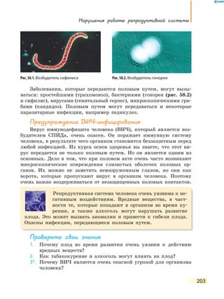 нарушения работы репродуктивной системы
203
Заболевания, которые передаются половым путем, могут вызы-
ваться: простейшими (трихомоноз), бактериями (гонорея (рис. 58.2)
и сифилис), вирусами (генитальный герпес), микроскопическими гри-
бами (кандидоз). Половым путем могут передаваться и некоторые
паразитарные инфекции, например педикулез.
Предупреждение ВиЧ-инфицирования
Вирус иммунодефицита человека (ВИЧ), который является воз-
будителем СПИДа, очень опасен. Он поражает иммунную систему
человека, в результате чего организм становится беззащитным перед
любой инфекцией. Из курса основ здоровья вы знаете, что этот ви-
рус передается не только половым путем. Но он является одним из
основных. Дело в том, что при половом акте очень часто возникают
микроскопические повреждения слизистых оболочек половых ор-
ганов. Их можно не заметить невооруженным глазом, но они как
ворота, которые пропускают вирус в организм человека. Поэтому
очень важно воздерживаться от незащищенных половых контактов.
Репродуктивная система человека очень уязвима к не-
гативным воздействиям. Вредные вещества, в част-
ности те, которые попадают в организм во время ку-
рения, а также алкоголь могут нарушать развитие
плода. Это может вызвать аномалии и привести к гибели плода.
Опасны инфекции, передающиеся половым путем.
Проверьте свои знания
1. Почему плод во время развития очень уязвим к действию
вредных веществ?
2. Как табакокурение и алкоголь могут влиять на плод?
3*. Почему ВИЧ является очень опасной угрозой для организма
человека?
Рис. 58.1. Возбудитель сифилиса Рис. 58.2. Возбудитель гонореи
 