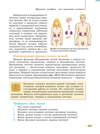 Организм человека как целостная система
207
Важную роль в поддержании го-
меостаза играет центральная нерв-
ная система. Она не только актив-
но участвует в процессах стресса,
нервной и гуморальной регуляции,
но и предотвращает нарушения
гомеостаза посредством избегания
ситуаций, в которых эти наруше-
ния могут возникнуть. Например,
если человек видит красный свет
светофора, то он останавливается.
Таким образом человек избегает
попадания под колеса автомобиля,
что, разумеется, привело бы к на-
рушению гомеостаза ее организма.
интегрирующая функция систем органов
Важную функцию объединения частей организма в единую си-
стему выполняют кровеносная, нервная и эндокринная системы.
Кровеносная система является переносчиком материальных ресур-
сов организма — питательных веществ, кислорода, продуктов об-
мена, а нервная и эндокринная системы выполняют регуляторную
функцию. Нервная система осуществляет регуляцию путем передачи
импульсов по нервам. Эндокринная (рис. 59.1) обеспечивает процессы
управления, используя биологически активные молекулы — гормоны.
Организм человека является единой системой, суще-
ствование которой возможно только при условии со-
гласованной работы ее частей. Это позволяет поддер-
живать относительное постоянство внутренних условий
организма. Важную интегрирующую роль в организме человека
играют кровеносная, нервная и эндокринная системы.
Проверьте свои знания
1. Что такое гомеостаз?
2. Назовите системы органов человека.
3. Назовите регуляторные системы организма человека.
4. Какие органы входят в состав кровеносной системы?
5. Какие органы входят в состав эндокринной системы?
6*. Какие функции выполняет нервная система?
Рис. 59.1. Расположение органов эндокринной
системы в организме человека
 