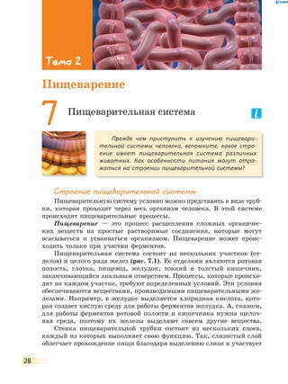 28
Строение пищеварительной системы
Пищеварительную систему условно можно представить в виде труб-
ки, которая проходит через весь организм человека. В этой системе
происходят пищеварительные процессы.
Пищеварение — это процесс расщепления сложных органичес-
ких веществ на простые растворимые соединения, которые могут
всасываться и усваиваться организмом. Пищеварение может проис-
ходить только при участии ферментов.
Пищеварительная система состоит из нескольких участков (от-
делов) и целого ряда желез (рис. 7.1). Ее отделами являются ротовая
полость, глотка, пищевод, желудок, тонкий и толстый кишечник,
заканчивающийся анальным отверстием. Процессы, которые происхо-
дят на каждом участке, требуют определенных условий. Эти условия
обеспечиваются веществами, производимыми пищеварительными же-
лезами. Например, в желудке выделяется хлоридная кислота, кото-
рая создает кислую среду для работы ферментов желудка. А, скажем,
для работы ферментов ротовой полости и кишечника нужна щелоч-
ная среда, поэтому их железы выделяют совсем другие вещества.
Стенка пищеварительной трубки состоит из нескольких слоев,
каждый из которых выполняет свою функцию. Так, слизистый слой
облегчает прохождение пищи благодаря выделению слизи и участвует
Прежде чем приступить к изучению пищевари-
тельной системы человека, вспомните, какое стро-
ение имеет пищеварительная система различных
животных. Как особенности питания могут отра-
жаться на строении пищеварительной системы?
7 Пищеварительная система
Тема 2
Пищеварение
 