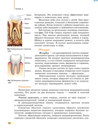 ТеМа 2
30
бугорками. Это позволяет очень эффективно пере-
тирать и измельчать ими пищу.
Молочные зубы есть только у детей. Они пред-
ставлены резцами, клыками и большими коренны-
ми зубами. Когда челюсти у ребенка вырастают, мо-
лочные зубы выпадают и заменяются постоянными.
Зуб состоит из нескольких основных компонен-
тов (рис. 7.3–7.4). Сверху коронку зуба покрывает
эмаль. Под эмалью расположен дентин, который
образует большую часть коронки, шейки и корня.
Шейку и корень покрывает цемент, а полость зуба
заполняет пульпа. В пульпе расположены крове-
носные капилляры и нерв.
Желудок
Желудок — это расширенный участок пищева-
рительного тракта, где пища накапливается и пере-
варивается. Он покрыт простым цилиндрическим
эпителием, а в его стенке содержатся желудочные
железы, выделяющие слизь, ферменты и гормоны,
регулирующие процесс пищеварения.
Стенка желудка состоит из трех слоев гладких
мышц. Входное и выходное отверстия этого отдела
замыкают кольцевые мышцы — сфинктеры.
Эпителиальные клетки желудка производят
много слизи, которая уберегает его стенки от дей-
ствия пищеварительных ферментов и не позволя-
ют желудку переваривать самого себя.
Кишечник
Кишечник является самым длинным участком пищеварительной
системы. Его делят на два больших отдела — тонкий и толстый
кишечник.
Тонкий кишечник, в свою очередь, состоит из трех отделов —
двенадцатиперстной, тощей и подвздошной кишок.
В двенадцатиперстную кишку открываются протоки печени
и поджелудочной железы.
Слизистая оболочка тонкого кишечника образует множество
пальцевидных выростов (ворсинок), которые содержат большое ко-
личество лимфатических сосудов и кровеносных капилляров.
Клетки, образующие выросты, покрыты микроворсинками. Такое
строение слизистой оболочки позволяет значительно увеличить пло-
Рис.7.4.Внешнее строение
зуба
Корень
Коронка
Шейка
Рис. 7.3. Внутреннее строение
зуба
Дентин
Цемент
Пульпа
Нерв
Эмаль
 