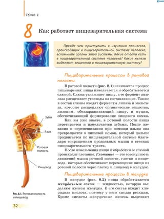 ТеМа 2
32
Пищеварительные процессы в ротовой
полости
В ротовой полости (рис. 8.1) начинается процесс
пищеварения: пища измельчается и обрабатывается
слюной. Слюна увлажняет пищу, а ее фермент ами-
лаза расщепляет углеводы на составляющие. Также
в состав слюны входят ферменты липаза и мальта-
за, которые расщепляют органические вещества,
лизоцим, обеззараживающий пищу, и муцин,
обеспечивающий формирование пищевого комка.
Как вы уже знаете, в ротовой полости пища
перетирается и измельчается зубами. После же-
вания и перемешивания при помощи языка она
превращается в пищевой комок, который дальше
продвигается по пищеварительной системе благо-
даря сокращениям продольных мышц в стенках
пищеварительного тракта.
После измельчения пищи и обработки ее слюной
происходит глотание. Глотание — это совокупность
движений мышц ротовой полости, глотки и пище-
вода, которые обеспечивают перемещение пищи из
ротовой полости через глотку и пищевод в желудок.
Пищеварительные процессы в желудке
В желудке (рис. 8.2) пища обрабатывается
желудочным соком — жидкостью, которую вы-
деляют железы желудка. В его состав входит хло-
ридная кислота, поэтому у него кислая реакция.
Кроме кислоты желудочные железы выделяют
Прежде чем приступить к изучению процессов,
происходящих в пищеварительной системе человека,
вспомните органы этой системы. Какие отделы есть
в пищеварительной системе человека? Какие железы
выделяют вещества в пищеварительную систему?
8 Как работает пищеварительная система
Рис. 8.1. Ротовая полость
и пищевод
Зубы
Язык
Ротовая
полость
Пищевод
 