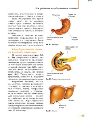 Как работает пищеварительная система
33
ферменты, участвующие в расще-
плении белков,— ренин и пепсин.
Пока желудочный сок пропи-
тывает пищу, внутри пищевого
комка среда остается щелочной,
поэтому там еще некоторое время
продолжается процесс расщепле-
ния углеводов с помощью амилазы
слюны.
Мышцы в стенках желудка
медленно сокращаются и пере-
мешивают его содержимое. Затем
частично переваренная пища пор-
циями перемещается в кишечник.
Пищеварительные процес-
сы в тонком кишечнике
В тонком кишечнике (рис. 8.6,
с. 34) завершается процесс рас-
щепления веществ и происходит
всасывание продуктов расщепления.
В этот отдел поступают сок подже-
лудочной железы (рис. 8.3), содер-
жащий много пищеварительных
ферментов, и желчь из печени
(рис. 8.4). Также много веществ
(ферментов, слизи и т. д.) выделяют
железы в стенках самого кишечника.
Ферменты амилаза, мальта-
за, лактаза, сахараза расщепляют
углеводы, а трипсин и химотрип-
син — белки. Желчь, которая про-
изводится печенью и содержит
соли желчных кислот, необходима
для эмульгации жиров — процес-
са дробления их на очень малень-
кие капельки. Эмульгированные
жиры расщепляет фермент липаза,
продукты расщепления всасываются
ворсинками кишечника в лимфати-
ческий капилляр.
Рис. 8.2. Желудок
Рис. 8.4. Печень
Рис. 8.3. Поджелудочная железа
Поджелудочная
железа
Печень
Желчный
пузырь
Пищевод
Двенадцатиперстная
кишка
Двенадцатиперстная
кишка
Слизистая
оболочка
Стенка
желудка
оболочка
 