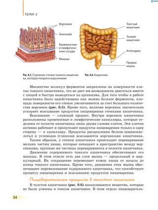 ТеМа 2
34
Множество молекул ферментов закреплены на поверхности кле-
ток тонкого кишечника, что не дает им возможности двигаться вместе
с пищей и быстро выводиться из организма. Для того чтобы в работе
кишечника было задействовано как можно больше ферментов, пло-
щадь поверхности его стенок увеличивается за счет большого количе-
ства ворсинок (рис. 8.5). Кроме того, наличие ворсинок значительно
ускоряет всасывание продуктов пищеварения стенками кишечника.
Всасывание — сложный процесс. Внутри ворсинок кишечника
расположены кровеносные и лимфатические капилляры, которые от-
делены от полости кишечника лишь двумя слоями клеток. Эти клетки
активно работают и пропускают продукты пищеварения только в одну
сторону — к капилляру. Продукты расщепления белков (аминокис-
лоты) и углеводов (глюкоза) всасываются ворсинками кишечника.
Таким образом, у стенки кишечника происходит переваривание
мелких частиц пищи, которые попадают в пространство между вор-
синками, крупные же частицы перевариваются в полости кишечника.
Движение содержимого тонкого кишечника обеспечивают его
мышцы. В этом отделе есть два слоя мышц — продольный и цир-
кулярный. Их сокращение перемещает комок пищи от начала до
конца тонкого кишечника. Кроме того, движения этих мышц обес-
печивают перемешивание содержимого кишечника, что способствует
процессу пищеварения и всасыванию продуктов пищеварения.
Пищеварительные процессы в толстом кишечнике
В толстом кишечнике (рис. 8.6) накапливаются вещества, которые
не были усвоены в тонком кишечнике. В этом отделе пищеваритель-
Рис. 8.6. КишечникРис. 8.5. Строение стенки тонкого кишечни-
ка, которая покрыта ворсинками
Ворсинки Толстый
кишечник
Тонкий
кишечник
Прямая
кишка
Аппендикс
Эпителий
Кровеносные
и лимфатиче-
ские сосуды
Мышцы
 