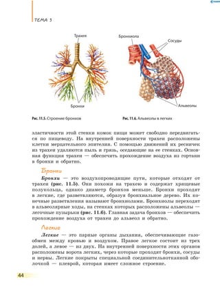 ТеМа 3
44
эластичности этой стенки комок пищи может свободно передвигать-
ся по пищеводу. На внутренней поверхности трахеи расположены
клетки мерцательного эпителия. С помощью движений их ресничек
из трахеи удаляются пыль и грязь, оседающие на ее стенках. Основ-
ная функция трахеи — обеспечить прохождение воздуха из гортани
в бронхи и обратно.
Бронхи
Бронхи — это воздухопроводящие пути, которые отходят от
трахеи (рис. 11.5). Они похожи на трахею и содержат хрящевые
полукольца, однако диаметр бронхов меньше. Бронхи проходят
в легкие, где разветвляются, образуя бронхиальное дерево. Их ко-
нечные разветвления называют бронхиолами. Бронхиолы переходят
в альвеолярные ходы, на стенках которых расположены альвеолы —
легочные пузырьки (рис. 11.6). Главная задача бронхов — обеспечить
прохождение воздуха от трахеи до альвеол и обратно.
Легкие
Легкие — это парные органы дыхания, обеспечивающие газо-
обмен между кровью и воздухом. Правое легкое состоит из трех
долей, а левое — из двух. На внутренней поверхности этих органов
расположены ворота легких, через которые проходят бронхи, сосуды
и нервы. Легкие покрыты специальной соединительнотканной обо-
лочкой — плеврой, которая имеет сложное строение.
Рис. 11.5. Строение бронхов Рис. 11.6. Альвеолы в легких
Трахея
Бронхи Альвеолы
Сосуды
БронхиолаТрахея
Сосуды
Бронхиола
 