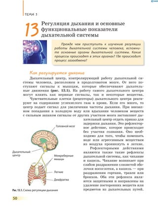 ТеМа 3
50
Как регулируется дыхание
Дыхательный центр, контролирующий работу дыхательной си-
стемы человека, расположен в продолговатом мозге. От него по-
ступают сигналы к мышцам, которые обеспечивают дыхатель-
ные движения (рис. 13.1). На работу самого дыхательного центра
могут влиять как нервные сигналы, так и некоторые вещества.
Чувствительные клетки (рецепторы) дыхательного центра реаги-
руют на содержание углекислого газа в крови. Если его много, то
центр подает сигнал для увеличения частоты дыхания. При внезап-
ном попадании в холодную воду или вдыхании человеком веществ
с сильным запахом сигналы от других участков мозга заставляют ды-
хательный центр отдать приказ для
задержки дыхания. Это рефлектор-
ное действие, которое происходит
без участия сознания. Оно необ-
ходимо для того, чтобы помешать
воде или агрессивным веществам
из воздуха проникнуть в легкие.
Рефлекторными действиями
являются также такие рефлексы
дыхательной системы, как чихание
и кашель. Чихание возникает при
слабом раздражении слизистой обо-
лочки носоглотки, а кашель — при
раздражении гортани, трахеи или
бронхов. Оба эти рефлекса явля-
ются защитными и направлены на
удаление посторонних веществ или
предметов из дыхательных путей.
Прежде чем приступить к изучению регуляции
работы дыхательной системы человека, вспомни-
те основные органы дыхательной системы. Какие
процессы происходят в этих органах? Где происходит
процесс газообмена?
13
Регуляция дыхания и основные
функциональные показатели
дыхательной системы
Рис. 13.1. Схема регуляции дыхания
Дыхательный
центр
Головной мозг
Межреберные
мышцы
Диафрагма
Легкие
 