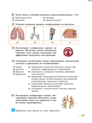 57
10 Отдел мозга, в котором находится дыхательный центр,— это:
а) промежуточный в) средний
б) передний г) продолговатый
11 Укажите названия органов, изображенных на рисунках.
а) б) в) г)
12 Рассмотрите изображение органа на
рисунке. Объясните, какие особенности
строения этого органа позволяют ему
эффективно выполнять свои функции.
13 Установите соответствие между заболеванием дыхательной
системы и причинами его возникновения.
1) грипп
2) трахеит
3) бронхит
4) дифтерия
а) поражение слизистой оболочки трахеи при
развитии инфекционных заболеваний
б) попадание в организм человека дифтерий-
ных палочек
в) нарушение проходимости бронхов вследствие
спазма мышц мелких бронхов при развитии
аллергических процессов в бронхах
г) воспаление бронхов вследствие развития
инфекционных заболеваний
д) попадание в дыхательную систему вирусов
гриппа
14 Рассмотрите изображение органа, обо-
значенного стрелкой. Объясните, какие
заболевания могут его поражать и как
их можно предотвратить.
Проверьте свои знания по теме «Дыхание».
 