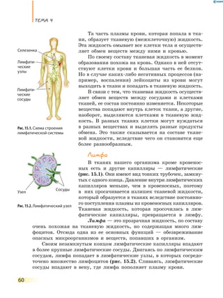ТеМа 4
60
Та часть плазмы крови, которая попала в тка-
ни, образует тканевую (межклеточную) жидкость.
Эта жидкость омывает все клетки тела и осуществ-
ляет обмен веществ между ними и кровью.
По своему составу тканевая жидкость в момент
образования похожа на кровь. Однако в ней отсут-
ствуют клетки крови и большая часть ее белков.
Но в случае каких-либо негативных процессов (на-
пример, воспаления) лейкоциты из крови могут
выходить в ткани и попадать в тканевую жидкость.
В связи с тем, что тканевая жидкость осуществ-
ляет обмен веществ между сосудами и клетками
тканей, ее состав постоянно изменяется. Некоторые
вещества попадают внутрь клеток ткани, а другие,
наоборот, выделяются клетками в тканевую жид-
кость. В разных тканях клетки могут нуждаться
в разных веществах и выделять разные продукты
обмена. Это также сказывается на составе ткане-
вой жидкости, вследствие чего он становится еще
более разнообразным.
Лимфа
В тканях нашего организма кроме кровенос-
ных есть и другие капилляры — лимфатические
(рис. 15.1). Они имеют вид тонких трубочек, замкну-
тых с одного конца. Давление внутри лимфатических
капилляров меньше, чем в кровеносных, поэтому
в них просачивается излишек тканевой жидкости,
который образуется в тканях вследствие постоянно-
го поступления плазмы из кровеносных капилляров.
Тканевая жидкость, которая просочилась в лим-
фатические капилляры, превращается в лимфу.
Лимфа — это прозрачная жидкость, по составу
очень похожая на тканевую жидкость, но содержащая много лим-
фоцитов. Отсюда одна из ее основных функций — обезвреживание
опасных микроорганизмов и веществ, попавших в организм.
Своим незамкнутым концом лимфатические капилляры впадают
в более крупные лимфатические сосуды. Двигаясь по лимфатическим
сосудам, лимфа попадает в лимфатические узлы, в которых сосредо-
точено множество лимфоцитов (рис. 15.2). Сливаясь, лимфатические
сосуды впадают в вену, где лимфа пополняет плазму крови.
Рис. 15.2. Лимфатический узел
Рис. 15.1. Схема строения
лимфатической системы
Лимфати-
ческие
узлы
Селезенка
Лимфати-
ческие
сосуды
Сосуды
Узел
 